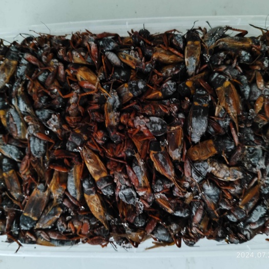 砀山县主营：蟋蟀冻品   干品   活体