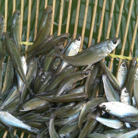 衡阳麦鲮