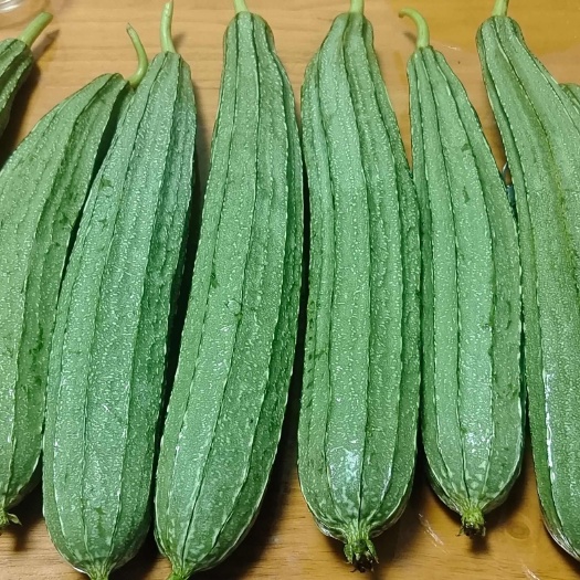 乐昌市韶关丝瓜肉瓜，花瓜