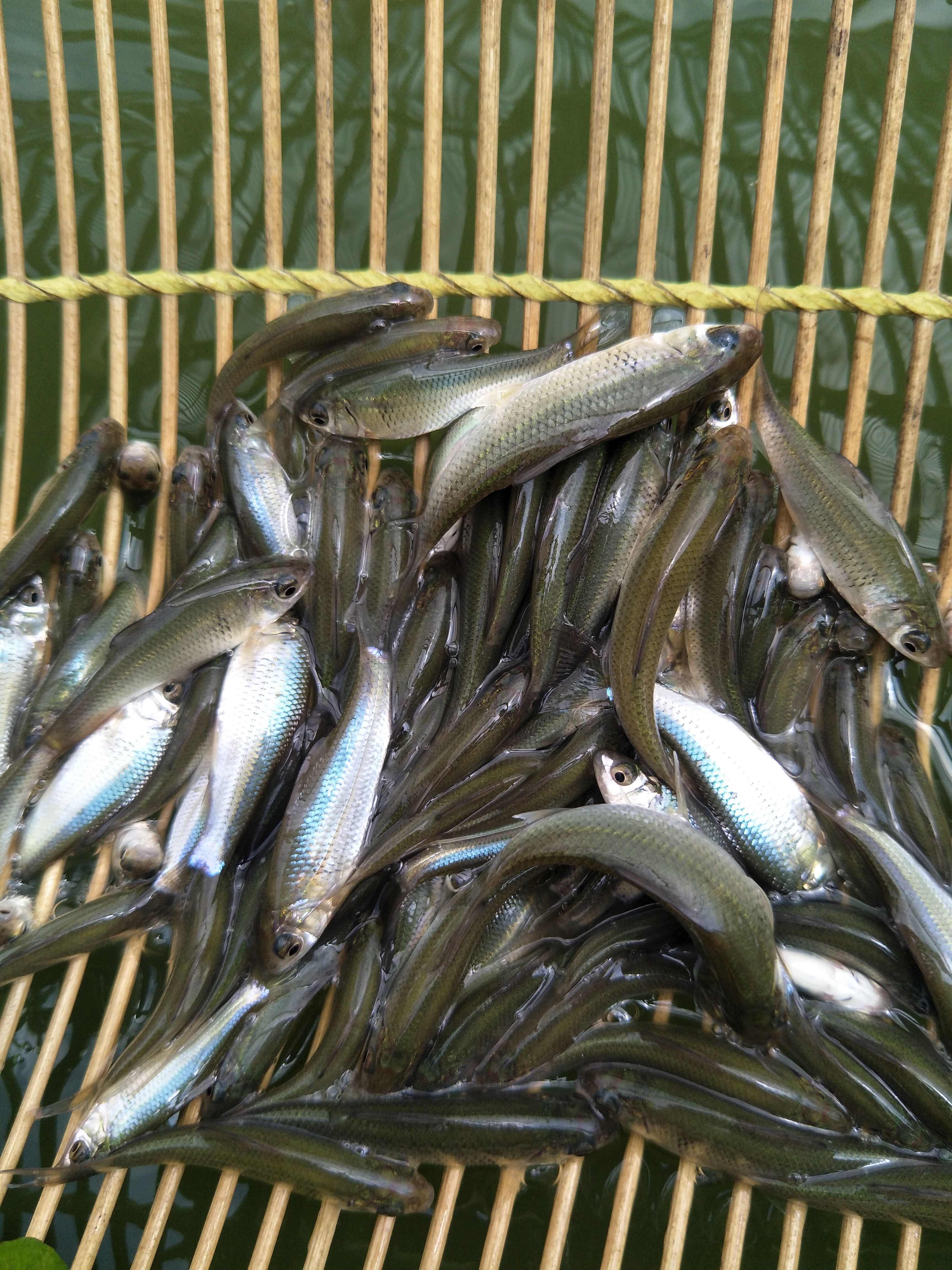土鲮鱼苗，土鱼苗，适合放生，饵料鱼，