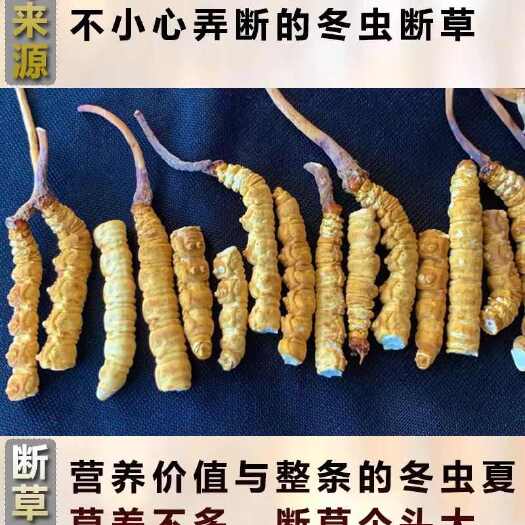 安国市精选标准的3200条一斤规格，断虫草今日价75克10克起