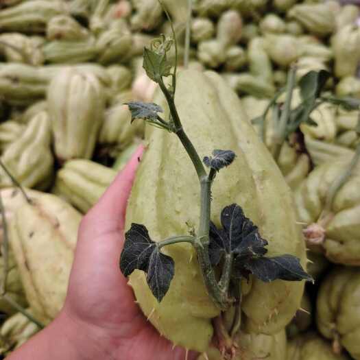 大邑县佛手瓜种苗，龙须菜种，产地直发