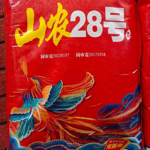 山农28小麦种子：零下20℃超抗冻抗病优质小麦种子