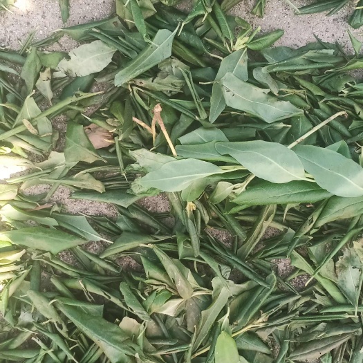 东北中药材哒哒香叶子（达子香叶）满山红，大量出售