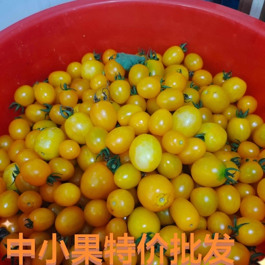 灵宝市黄番茄