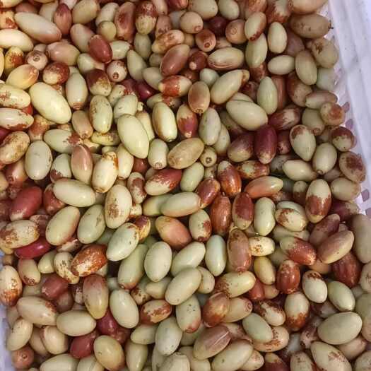 天津马牙枣