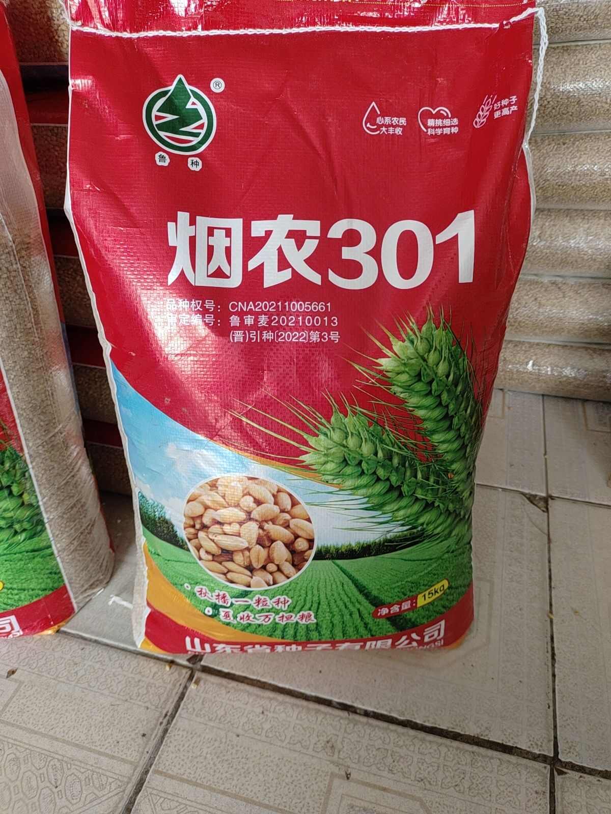 烟农301，烟台农科院精心打造，矮秆，大穗，抗病，品质优！