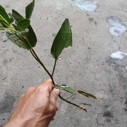 永福县三白草