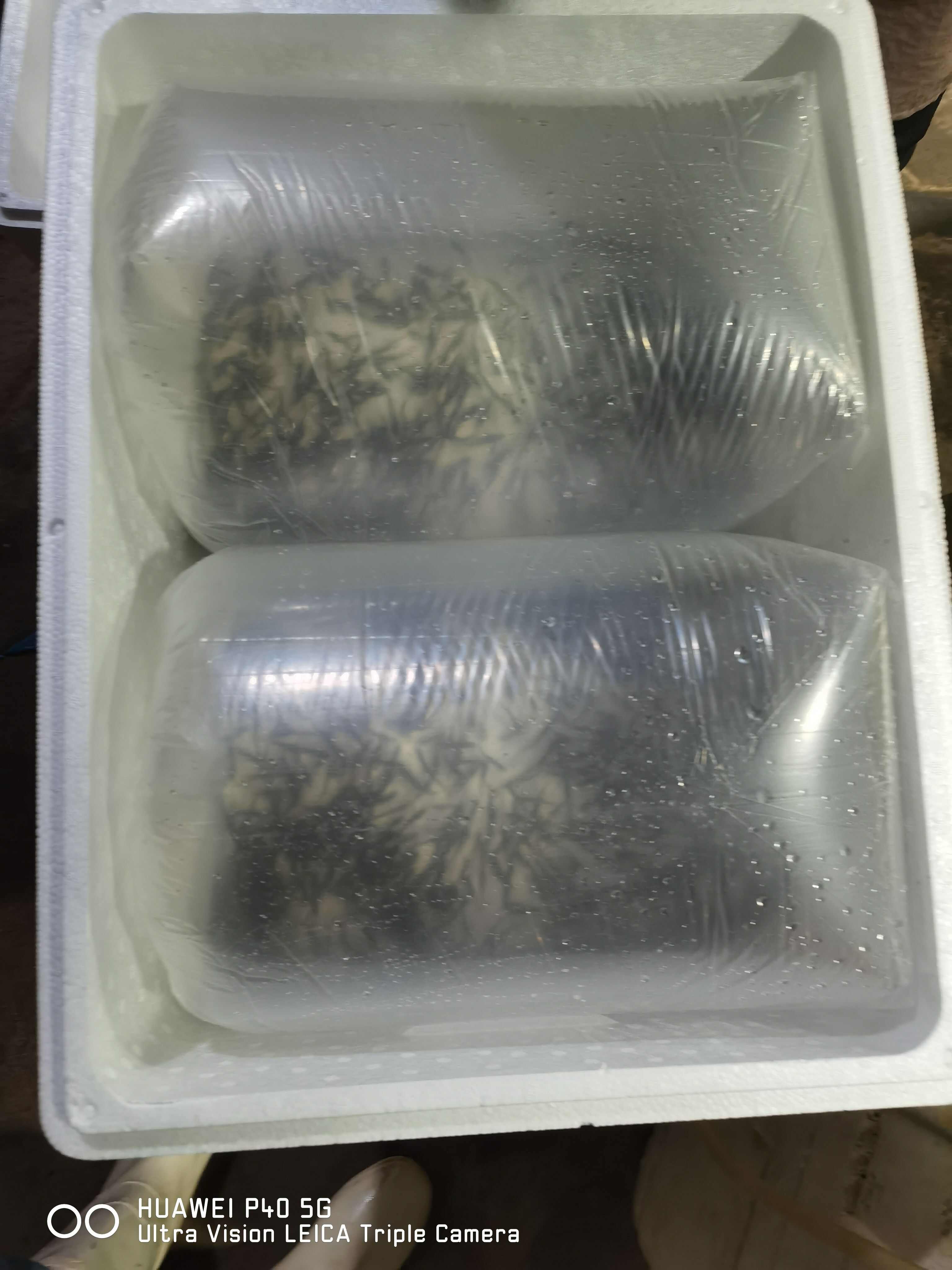 梭鱼苗供应 山东东营直发 支持多种运输方式 可开发票