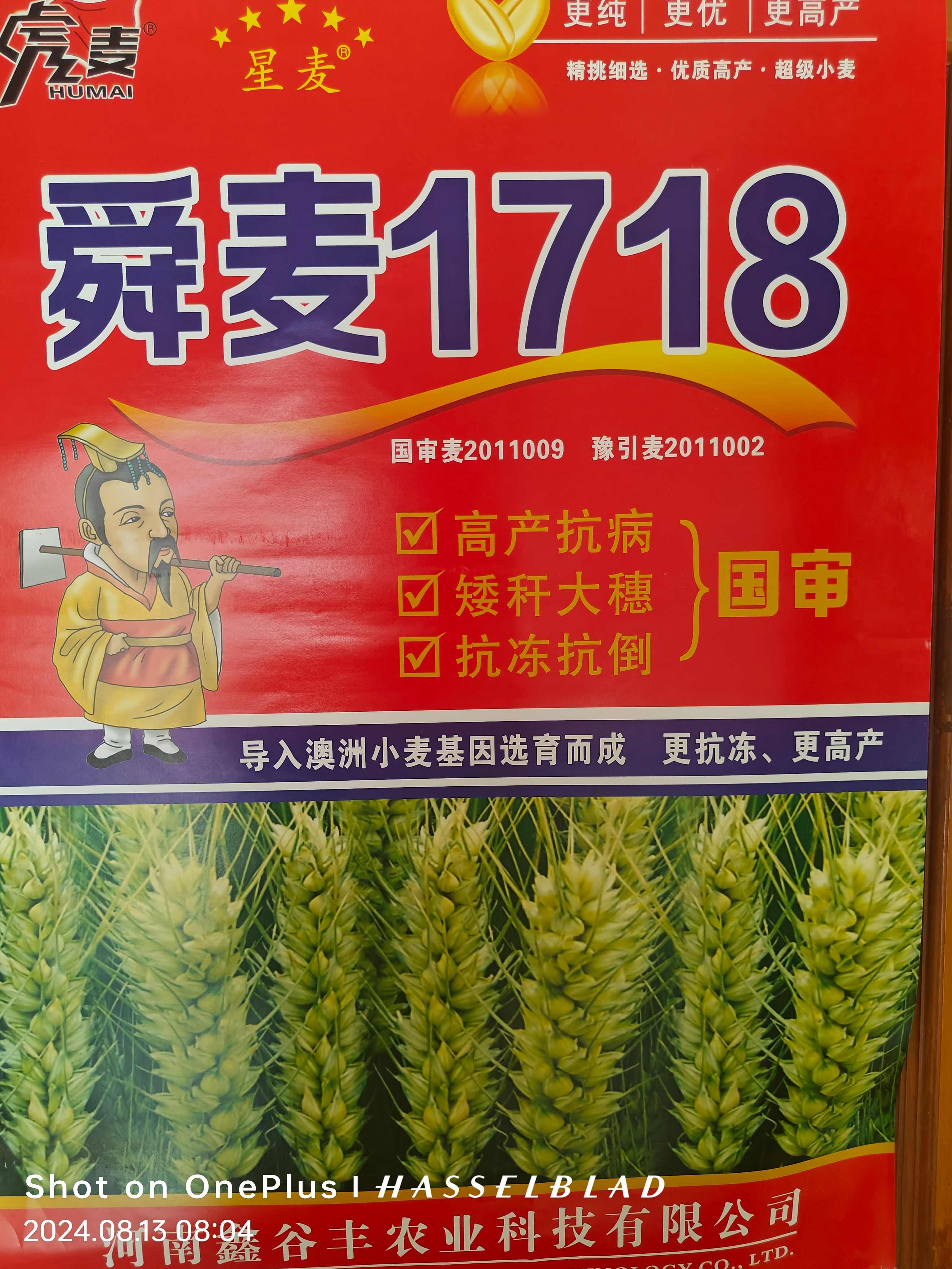 舜麦1718 矮杆大穗 小麦品种