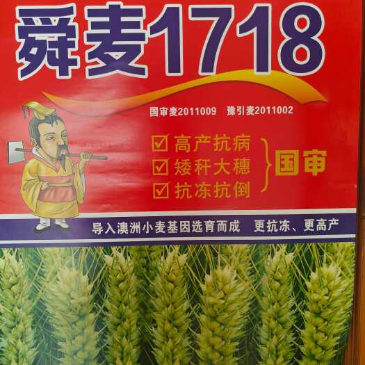 单县舜麦1718 矮杆大穗 小麦品种