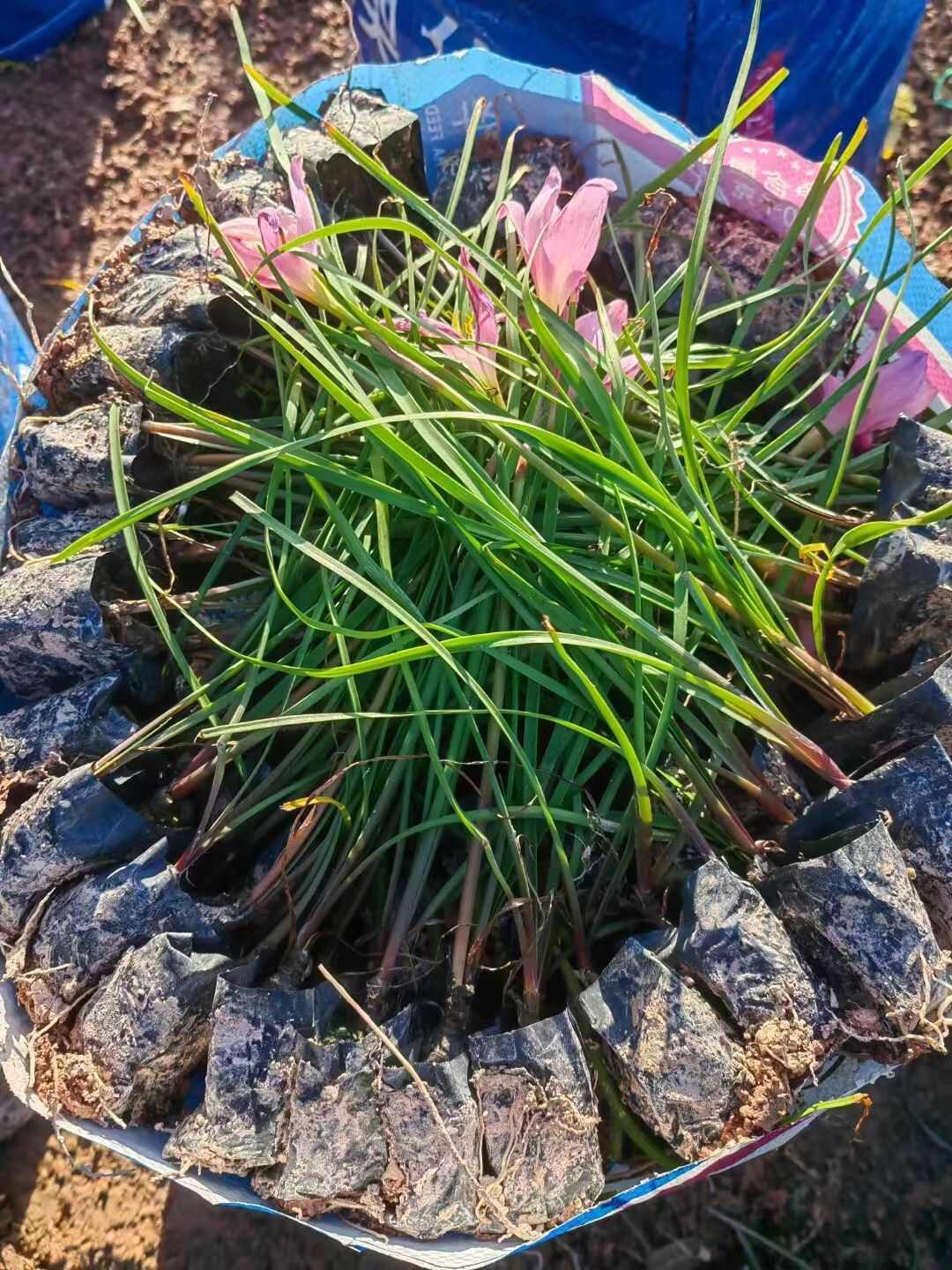 兰花葱兰风雨兰小杯