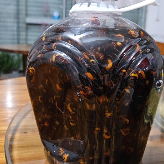 黄金虎头蜂 虎头蜂，纯虎头蜂