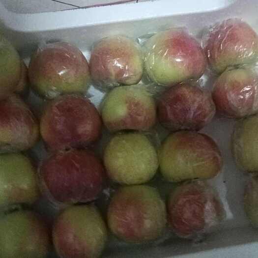 保定美八苹果