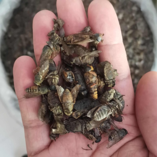 虻虫 牛虻虫 中药材牛虻虫 牛虻【假一赔十】