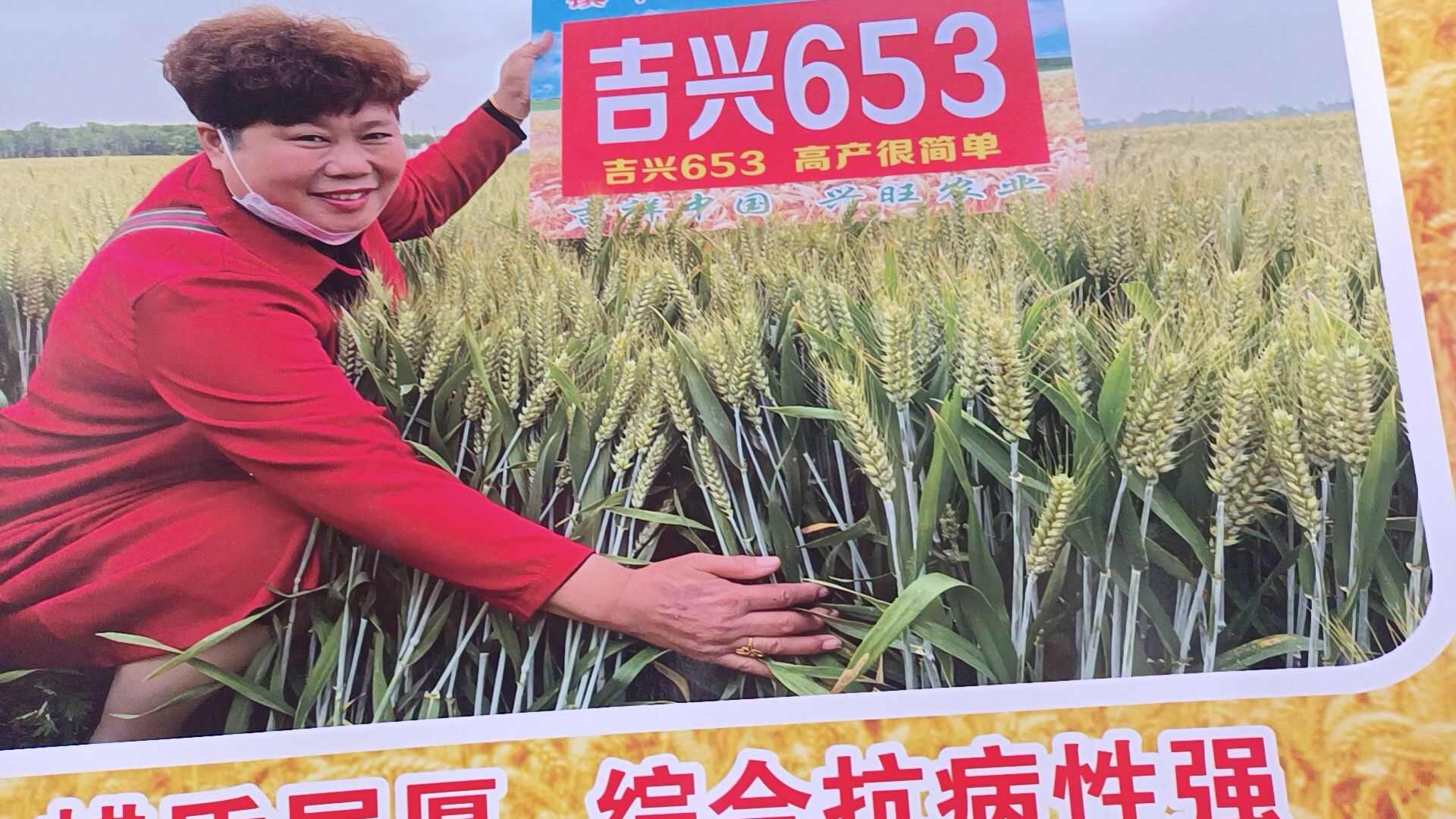 商丘小麦种子  吉兴653矮杆大穗抗倒抗病