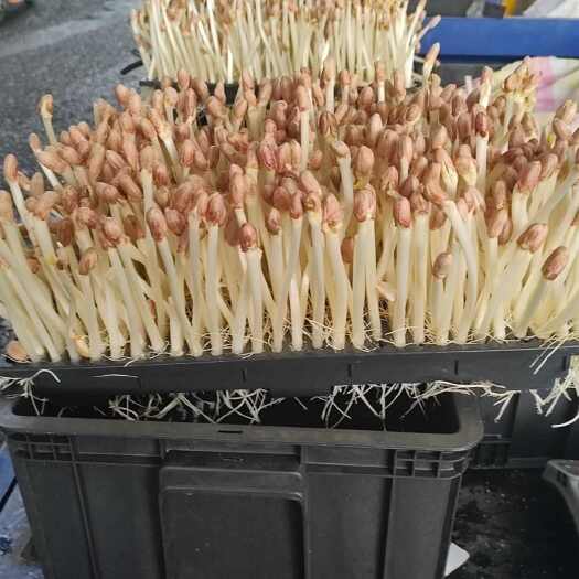 深圳花生芽