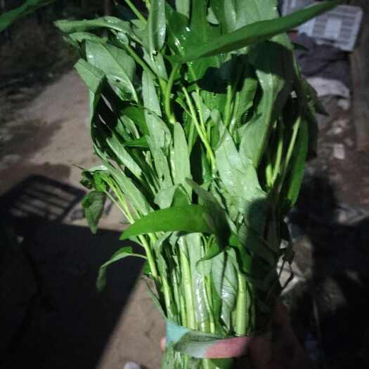 漯河新鲜空心菜叶菜上市