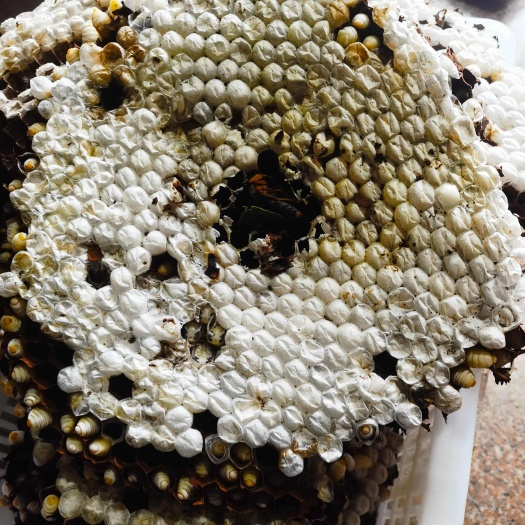 宁波地蜂，树蜂，金环老活蜂