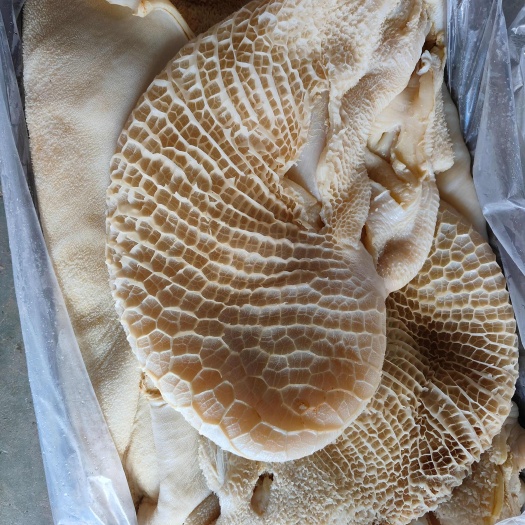 阳信县国产纯干牛大肚带金肚，半成品牛肚，出成高，口感好