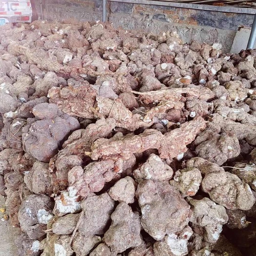 黎平县收购苓神 嫁接 自然生长 鲜茯苓 价格根据当前行情还有货质量