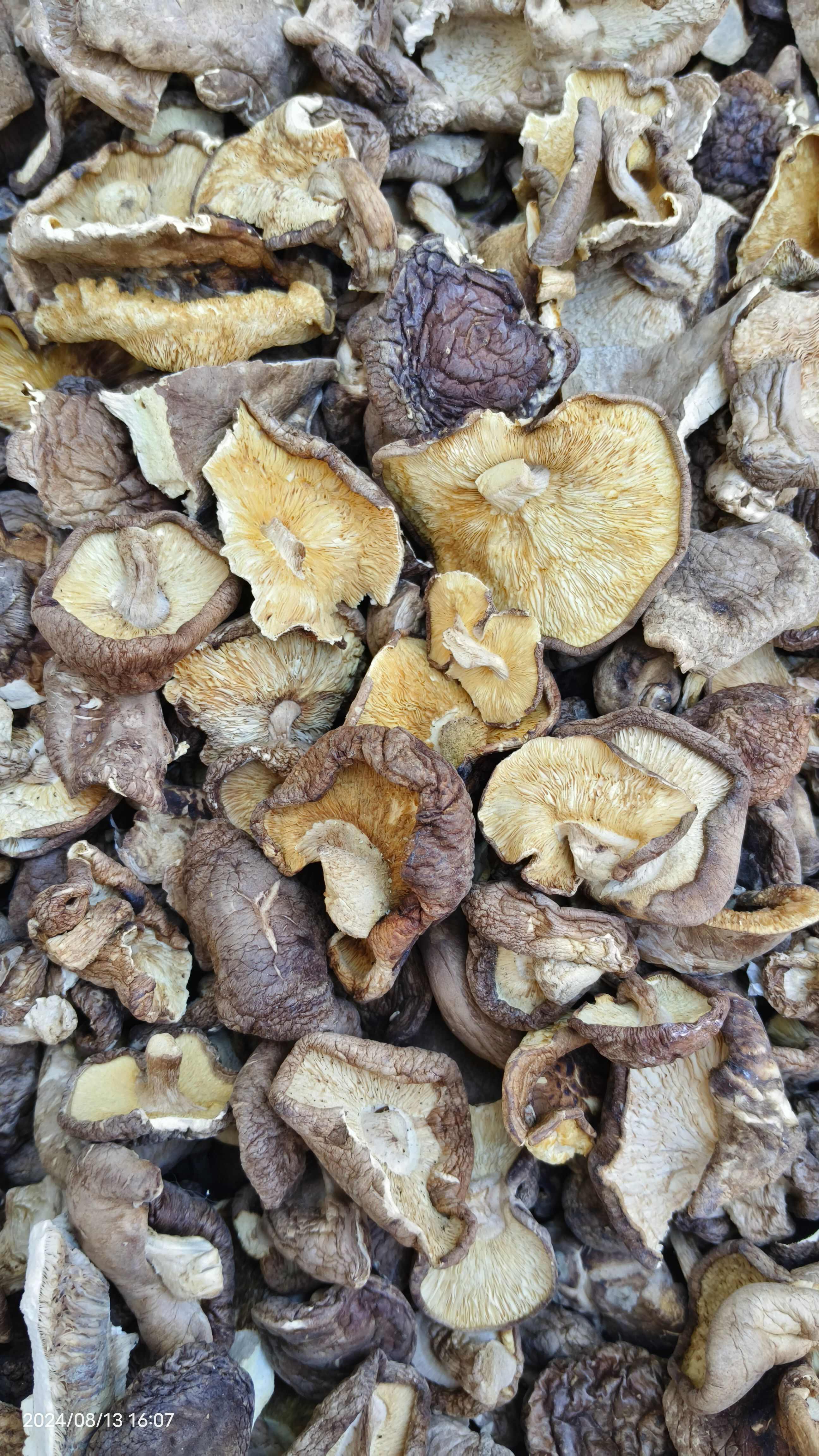 双剪香菇脚全干额色浩白双剪香菇脚产地直销食品厂货