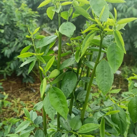 贵港树仔菜 益肝菜  自产自销 现摘现发 一手货源