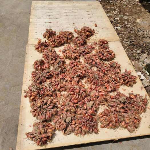 惠州自家种植红葱头有需要的话可以咨询下单 批发价
