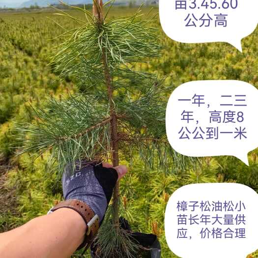 柳河县樟子松杯苗小苗，定植苖，裸根小苗，油松，落叶松