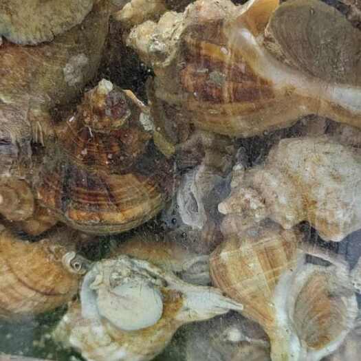 海螺,红螺,南航螺