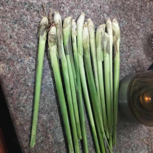 广州香茅草
