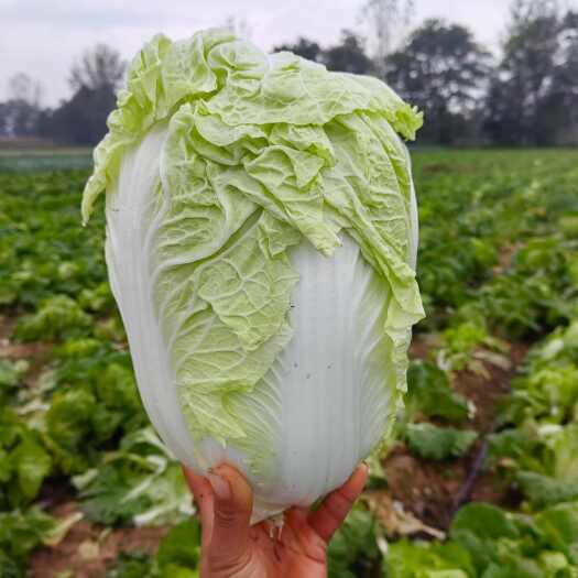 亳州一首货源产地直发小白菜夏阳谯城新鲜