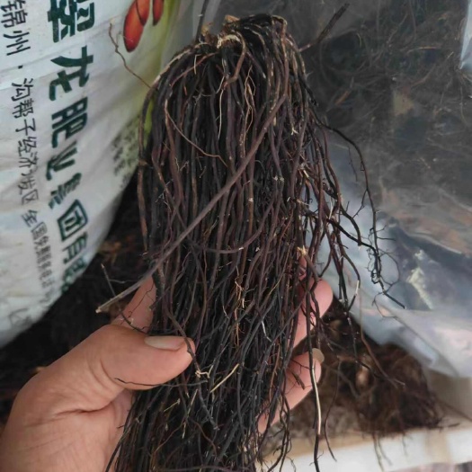 法库县威灵仙