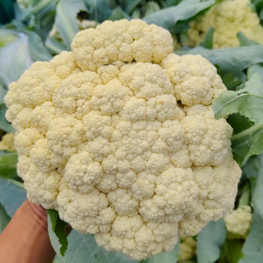 亳州小米粒松花80花菜产地直发一首货源谯城