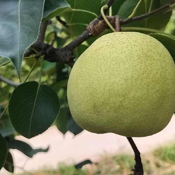 砀山酥梨水份足，糖度高价格实惠，货源充足。代购代发。