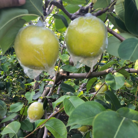 阳信县黄冠梨