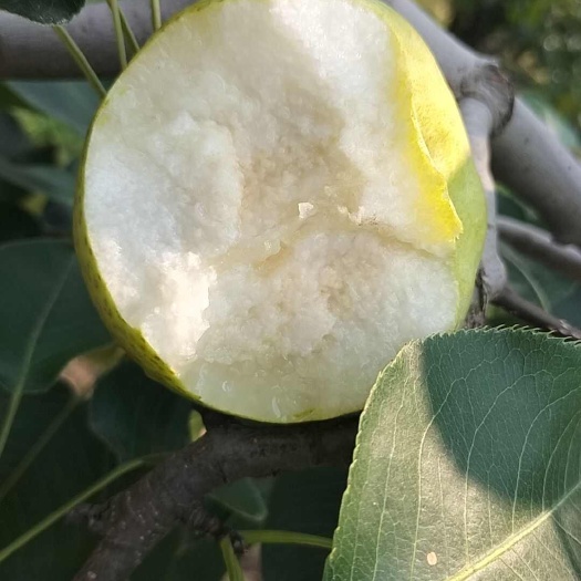 砀山县砀山酥梨水份足，糖度高价格实惠，货源充足。代购代发。