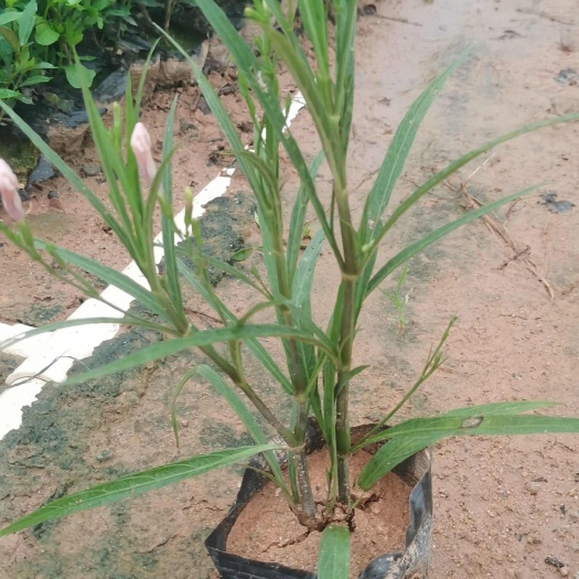 东莞市粉花翠芦莉