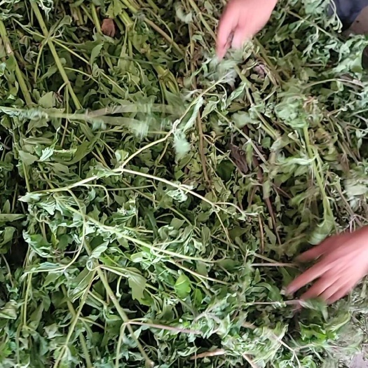 江油市稀签草【豨签草】西欠草24年新货
