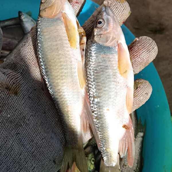 白鱼马口桃花鱼川丁鱼