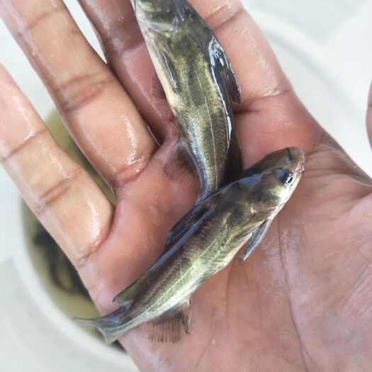 博罗县黄骨鱼苗，黄桑鱼苗，黄辣丁，水黄蜂