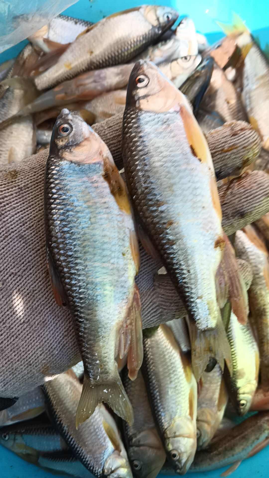 白鱼马口桃花鱼川丁鱼