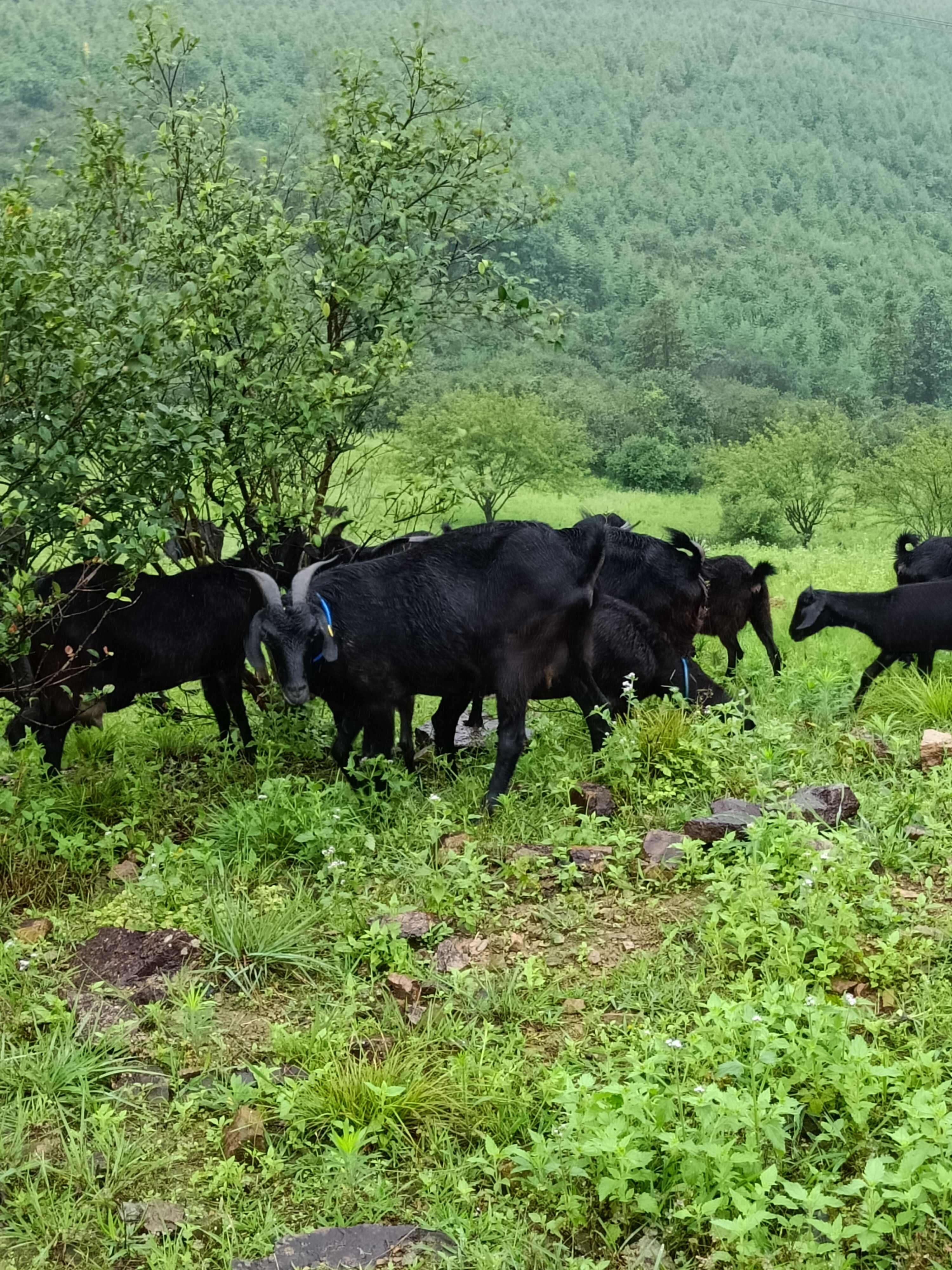 纯放养黑山羊，吃百草长肉的黑山羊