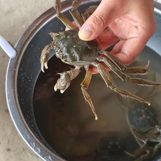 新疆阿勒泰大闸蟹