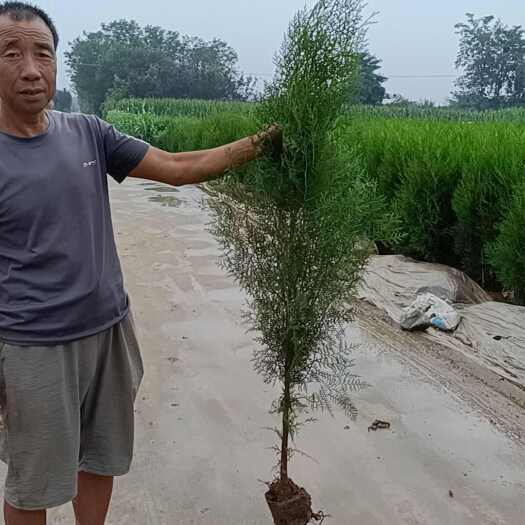 周至县侧柏