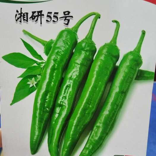 祁东县湖南衡阳祁东县提供辣椒苗牛角椒苗 支持免费拿样与技术指导