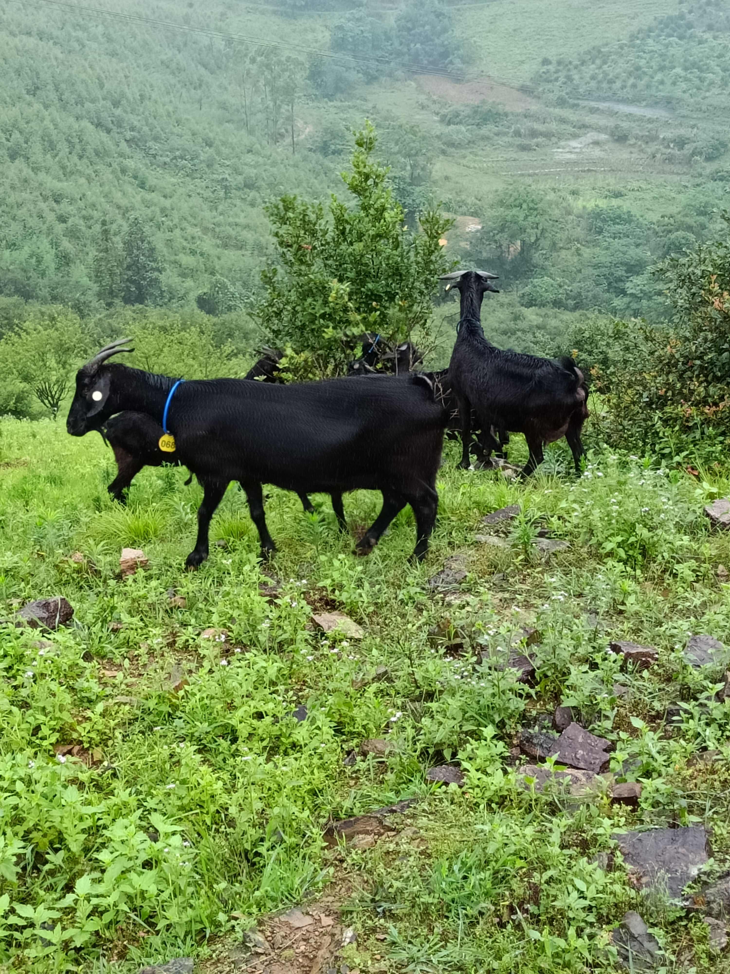 纯放养黑山羊，吃百草长肉的黑山羊