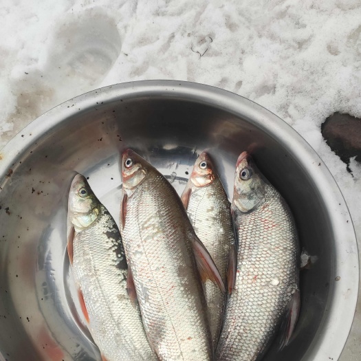 沅陵县翘嘴鱼干