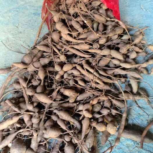 东源县支持一件起批10斤：深山老林牛大力，回味甘甜，保质保量