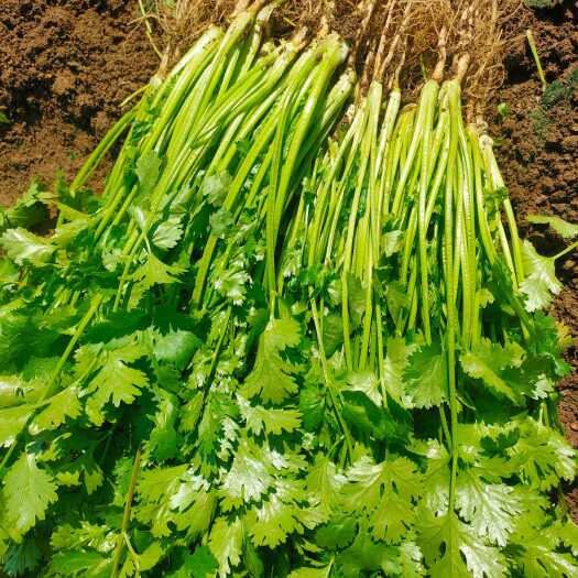 沽源县大叶香菜